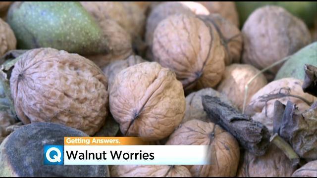 walnut-worries.jpg 