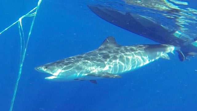 ctm0106sharktagging327956640x360.jpg 