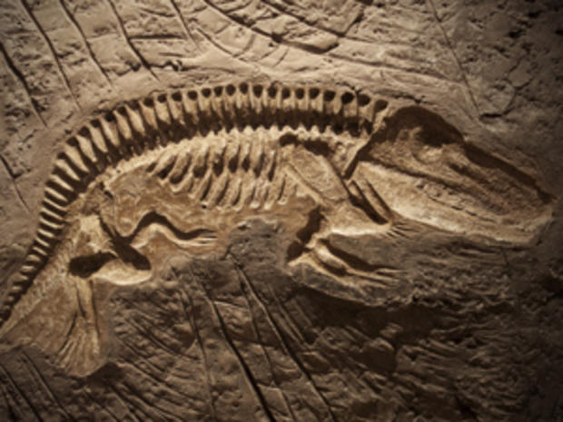 drexel fossil 