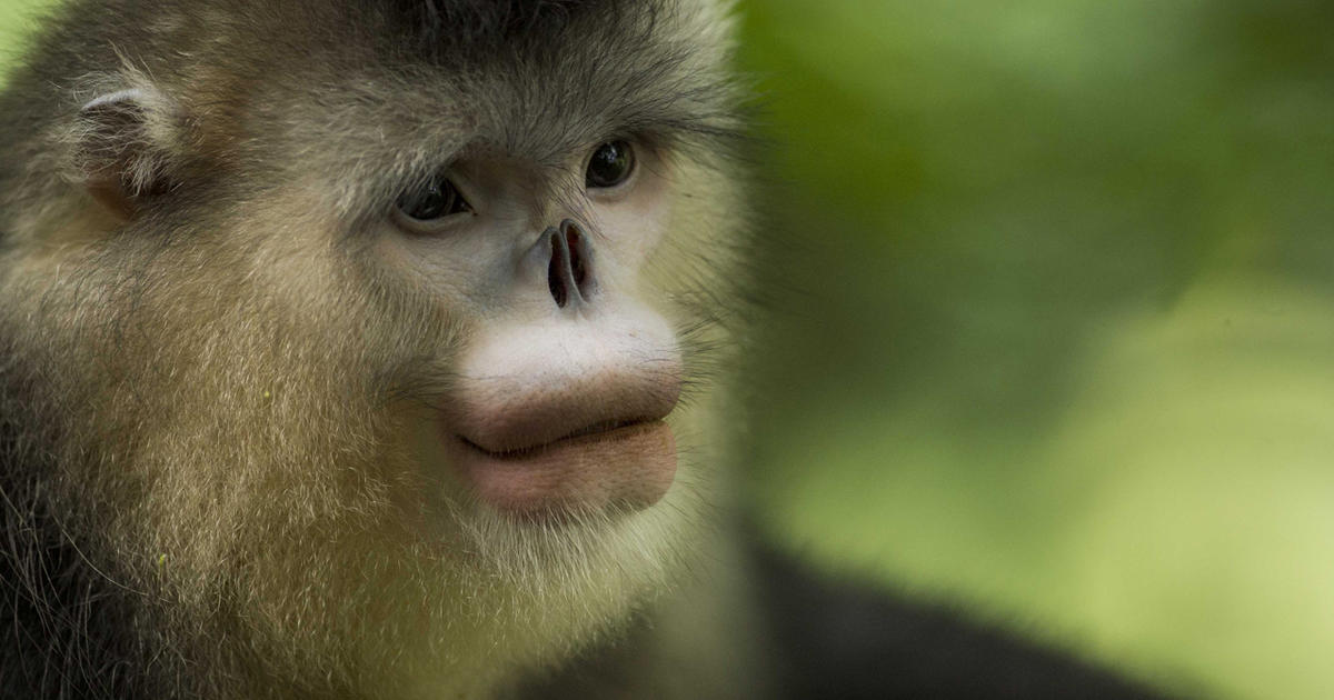 Viewer slap af vrede China's rare snub-nosed monkeys