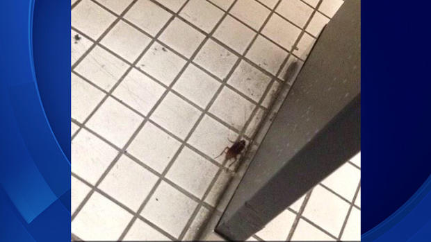 Roach In  Miami Sunset Senior High Bathroom 