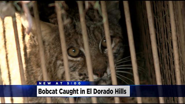 bobcat-caught.jpg 