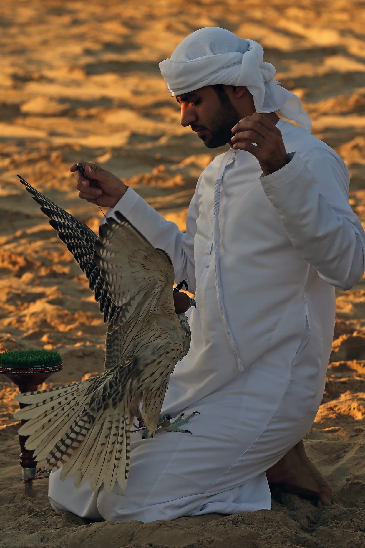 Falconing for sport