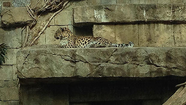 zoo leopard _mcdev 