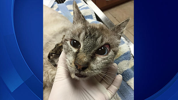 Cat Found With Rope Around His Neck 