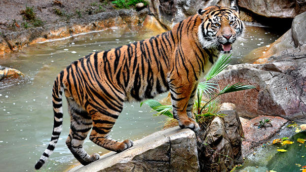 LA Zoo Sumatran Tiger 2 by Tad Motoyama 