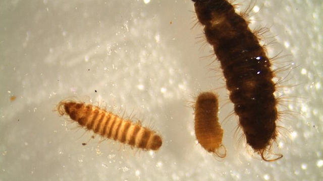 khapra-larvae-2.jpg 