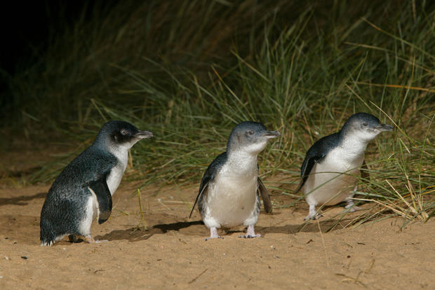 3-penguins.jpg 