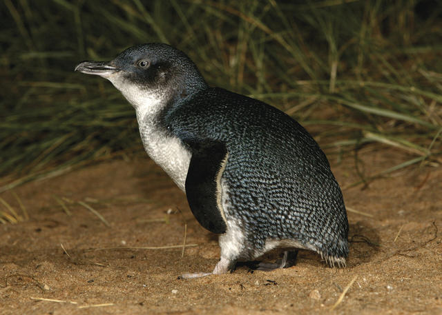 Little penguins in need of more rehabilitation jumpers in case of oil spill  - ABC News