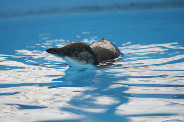 penguin-in-wildlife-clinic-pool-2013.jpg 