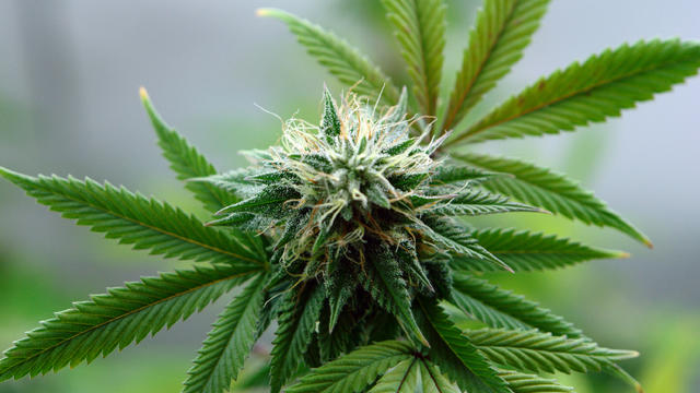 marijuana-plant.jpg 