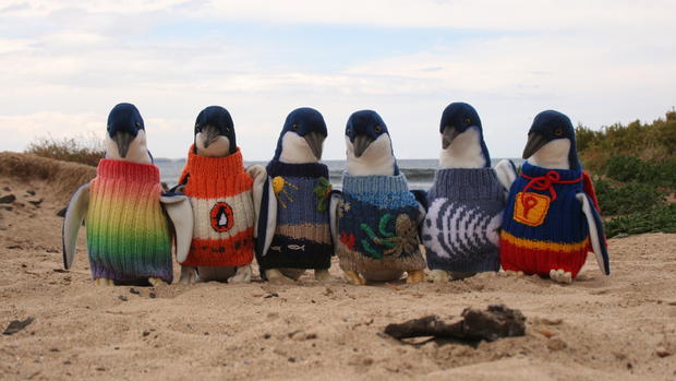 Sweaters for penguins 