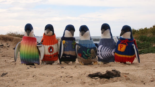 Sweaters for penguins