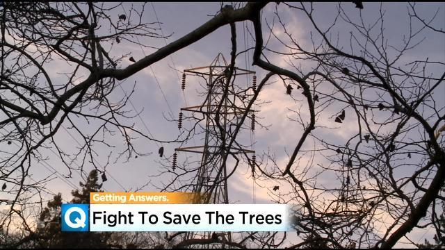 fight-to-save-trees.jpg 