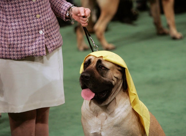 mastiff.jpg 