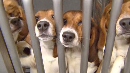 beagles.jpg 