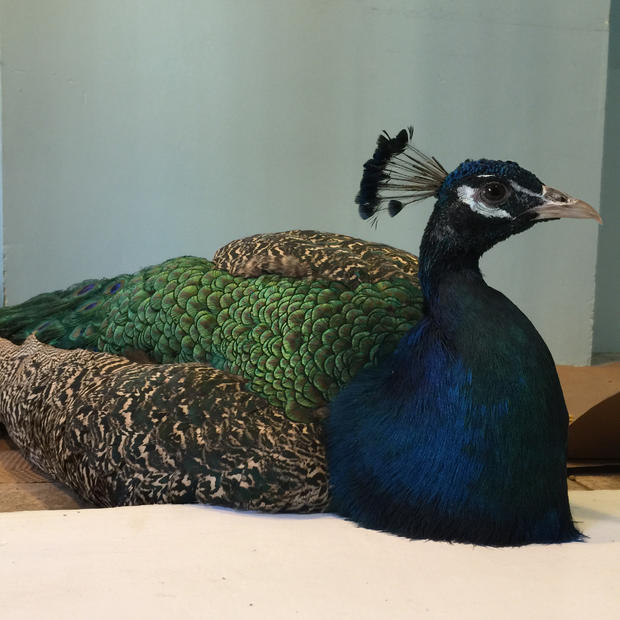 peacock at Center for Avian and Exotic Medicine 