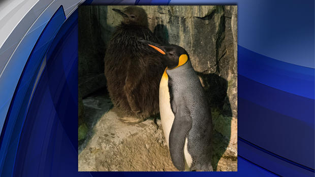 King Penguin Chick In Central Park Zoo 