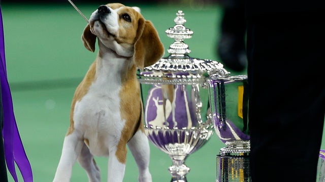 The Westminster Kennel Club Dog Show 