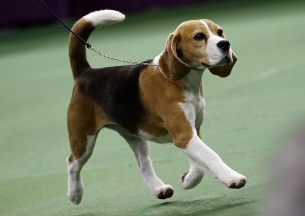 Miss P, a 15-inch beagle who won Best in Show, is seen during the final judging at the 139th Westminster Kennel Club Dog Show, at Madison Square Garden in New York Feb. 17, 2015. 