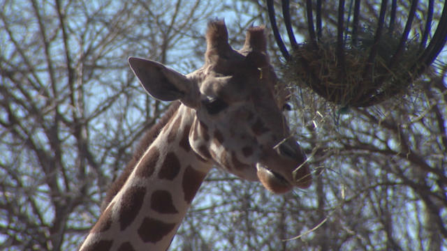 denver-zoo-giraffe.jpg 
