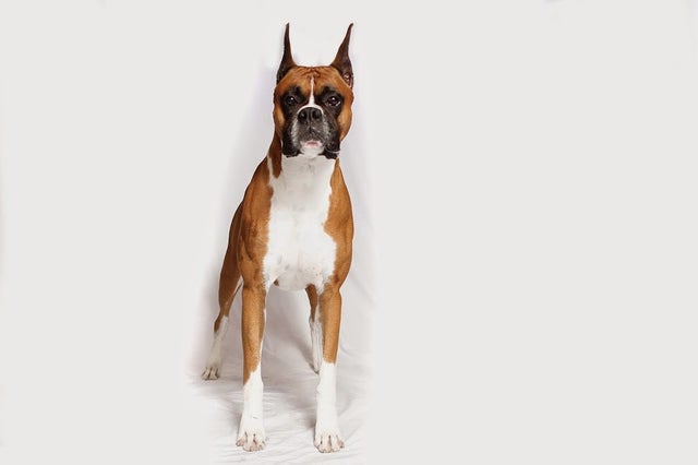 boxer1akc.jpg 