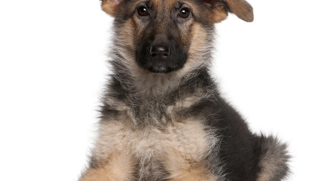 german-shepherd-dog3istock.jpg 