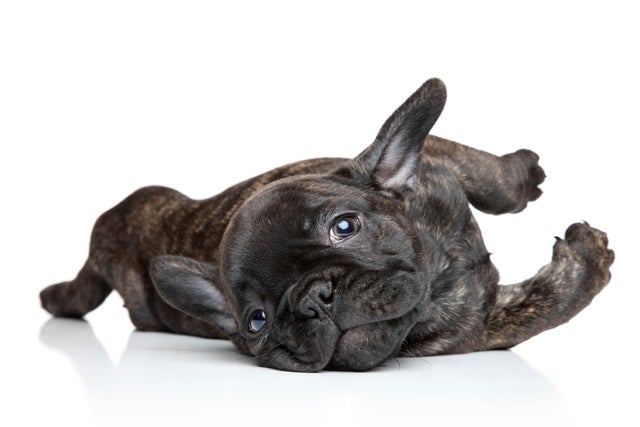 french-bulldog2istock.jpg 