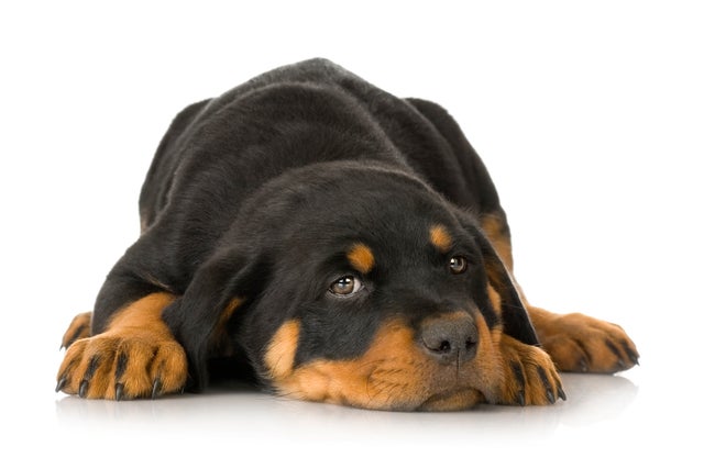 rottweiler2istock.jpg 