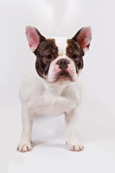 french-bulldog1akc.jpg 
