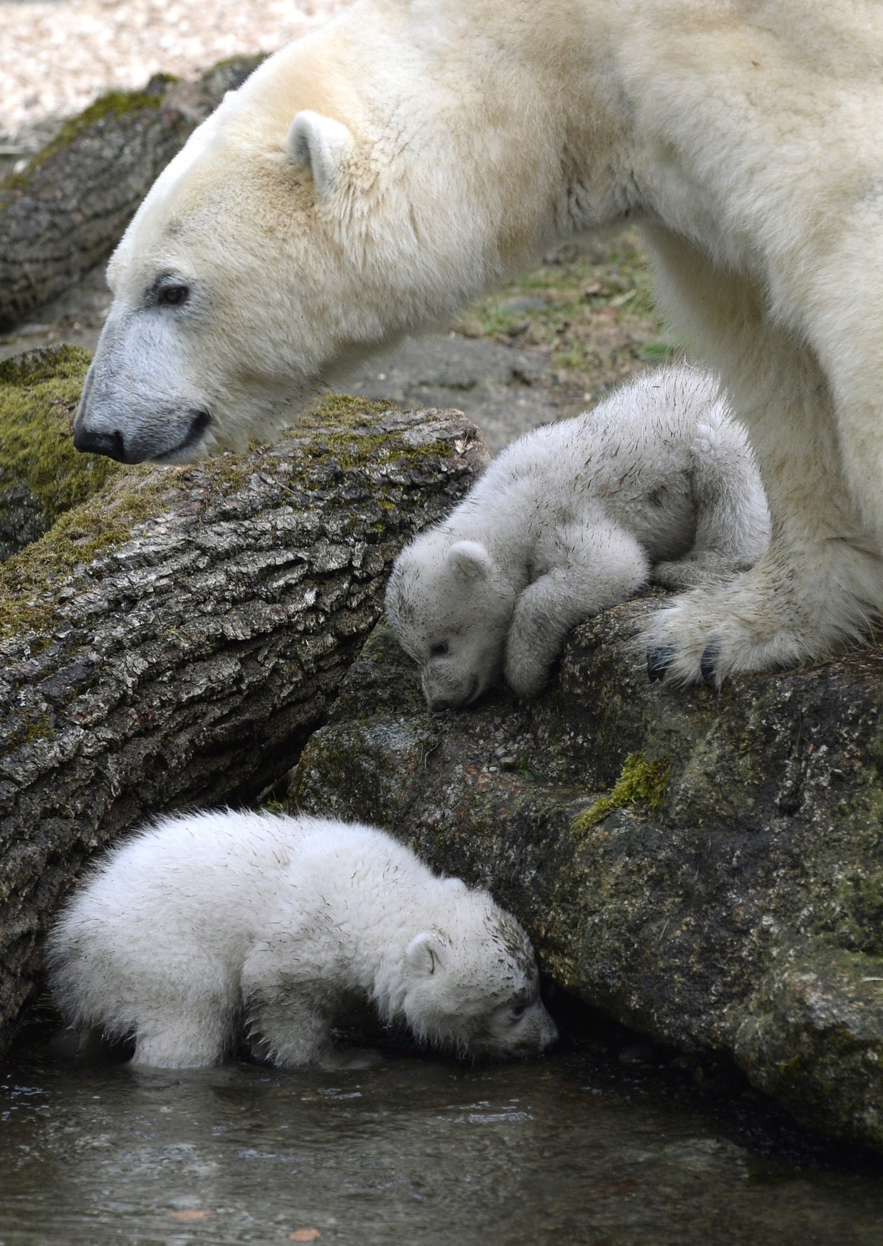 world celebrates international polar bear day for conservation