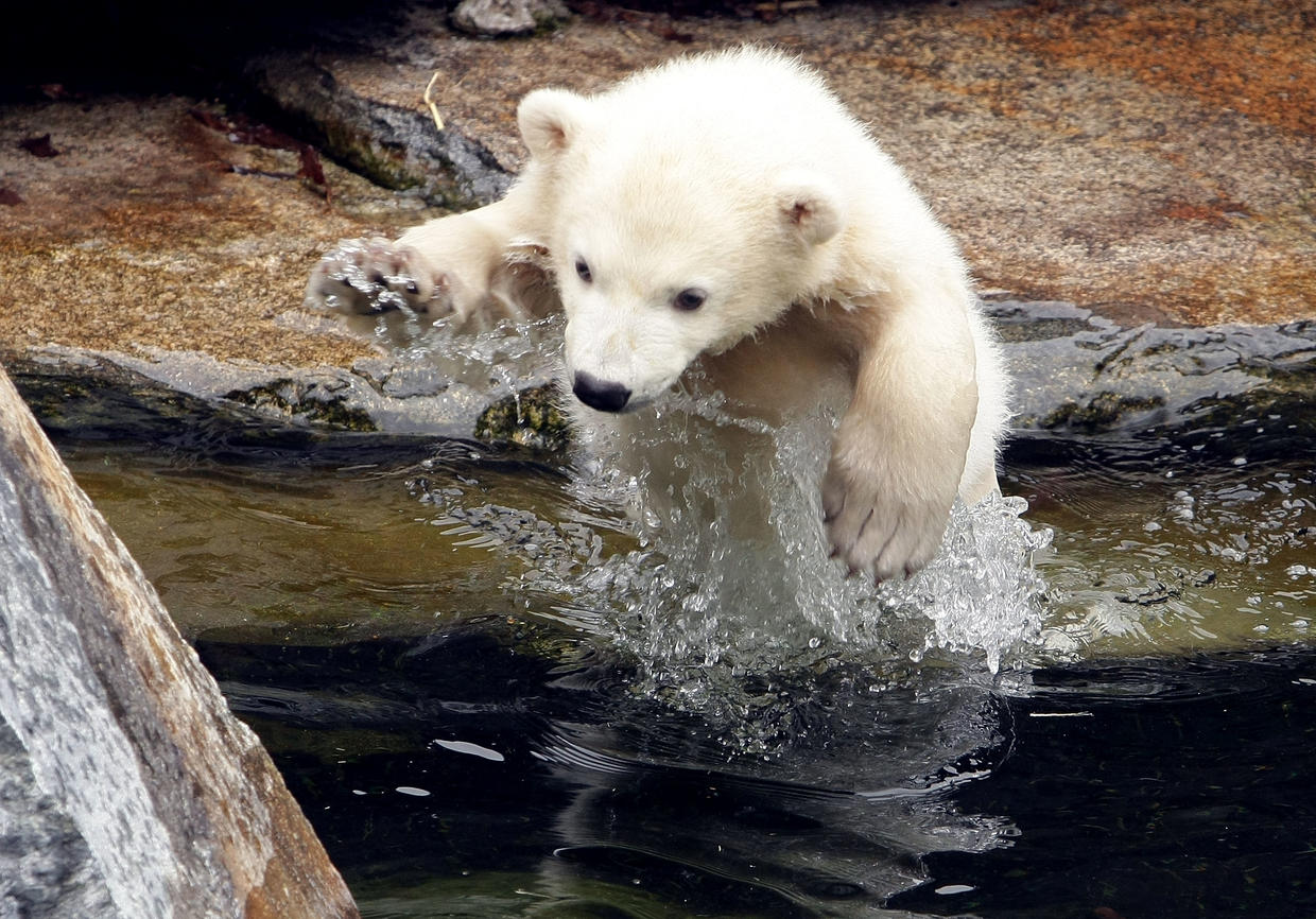 World Celebrates International Polar Bear Day For Conservation