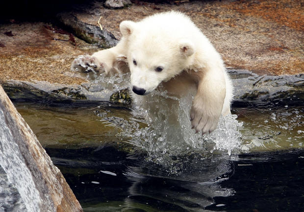 polar-bears03getty.jpg 