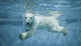 Climate change forces polar bears to eat dolphins for first time ever, World, News