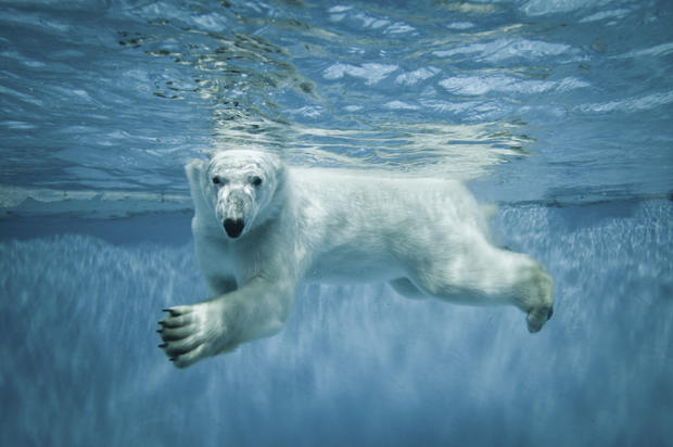 polar-bears36istock.jpg 