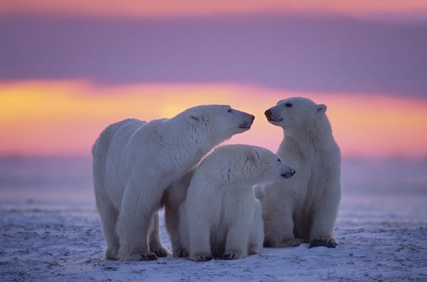 polar-bears15istock.jpg 