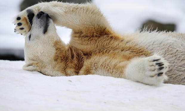 polar-bears07getty.jpg 