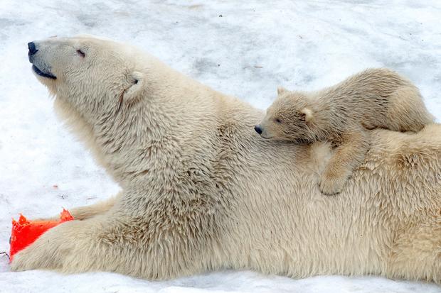 polar-bears11getty.jpg 