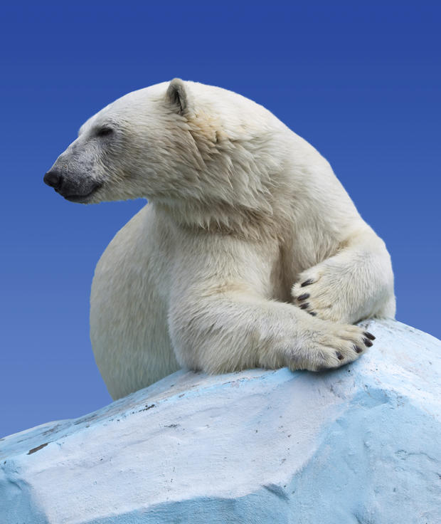 polar-bears26istock.jpg 