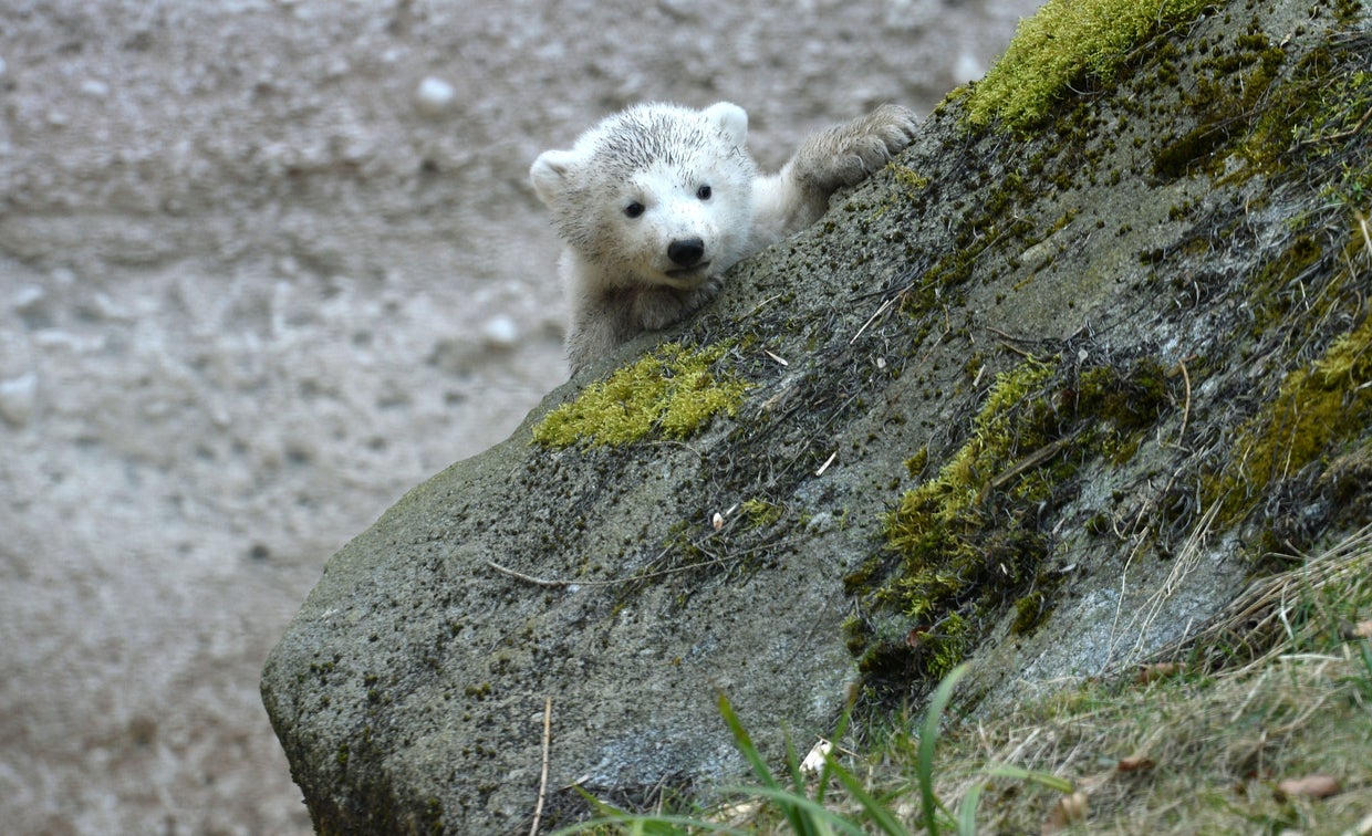 world celebrates international polar bear day for conservation