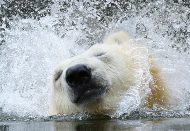 polar-bears10getty.jpg 