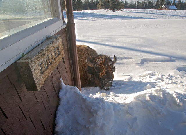 yellowstone-bison-8.jpg 