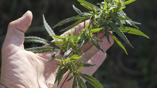 marijuana plant 