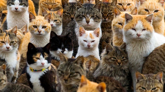 Japan's Cat Island 