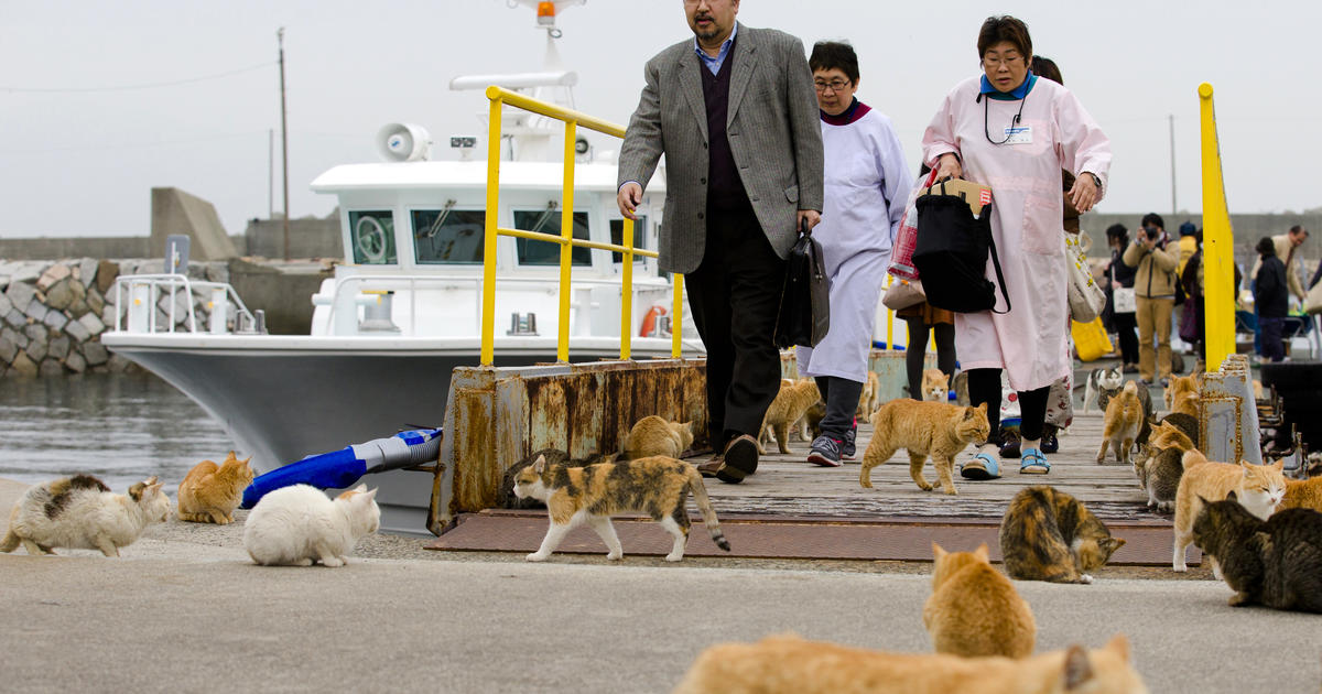 Best Time to See Aoshima (Cat Island) in Japan 2024 