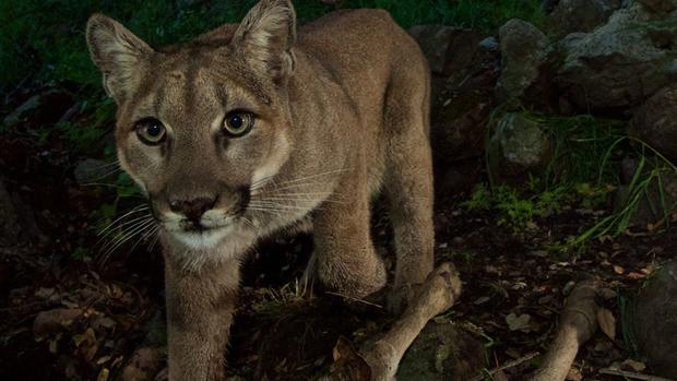 Mountain lion cubs caught on camera 