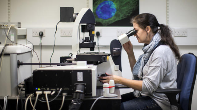 A scientist looks at cells through a fluorescent microscope at the laboratories at Cancer Research UK Cambridge Institute Dec. 9, 2014, in Cambridge, England. 