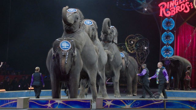 End of an era for Ringling Brothers circus elephants 