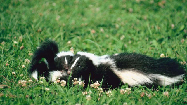 skunks.jpg 
