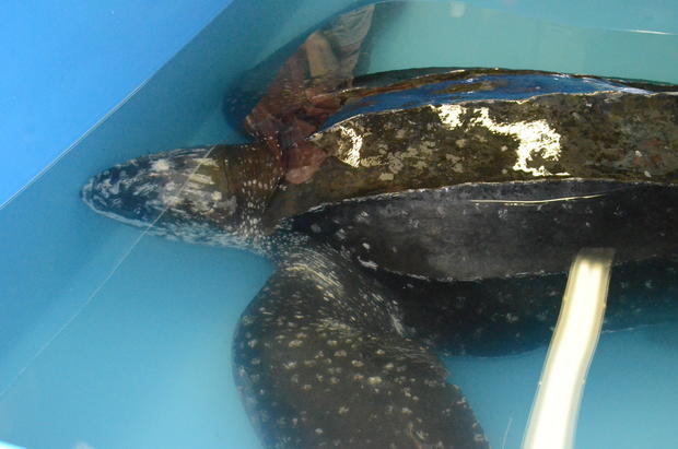 csouth-carolina-aquarium-sea-turtle-rescue-program-leatherback-sea-turtle-weight-check-and-antibiotic-injections-march-2015-101.jpg 
